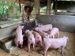Pilot Project: Eco-Friendly Pig Pens in Residential Areas – A Sustainable Livestock Solution