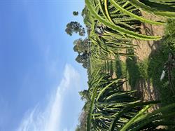 The midnight bloom:the dragon fruit economy